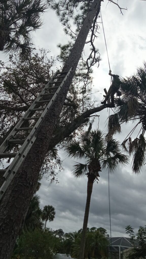 Tall ladder leaning up a tree against a cloudy sky, with another palm tree nearby.