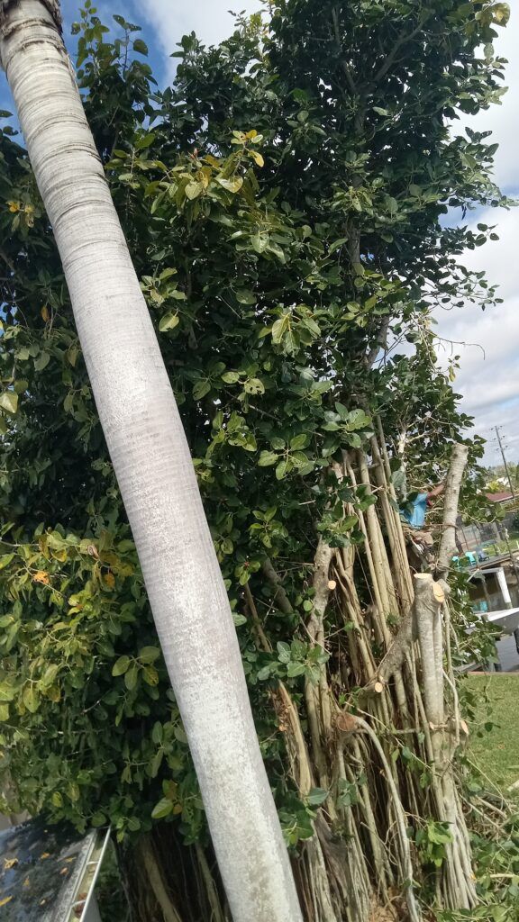 A leaning concrete pole beside a dense green tree and tangled roots along a roadside.