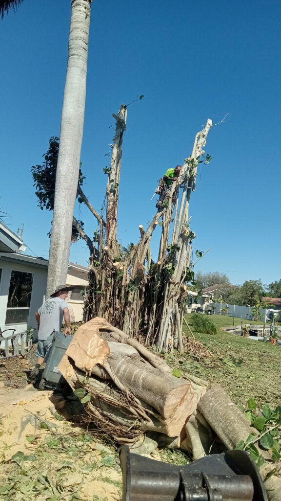 Cut tree stump and debris in a sunny yard beside a house and utility pole