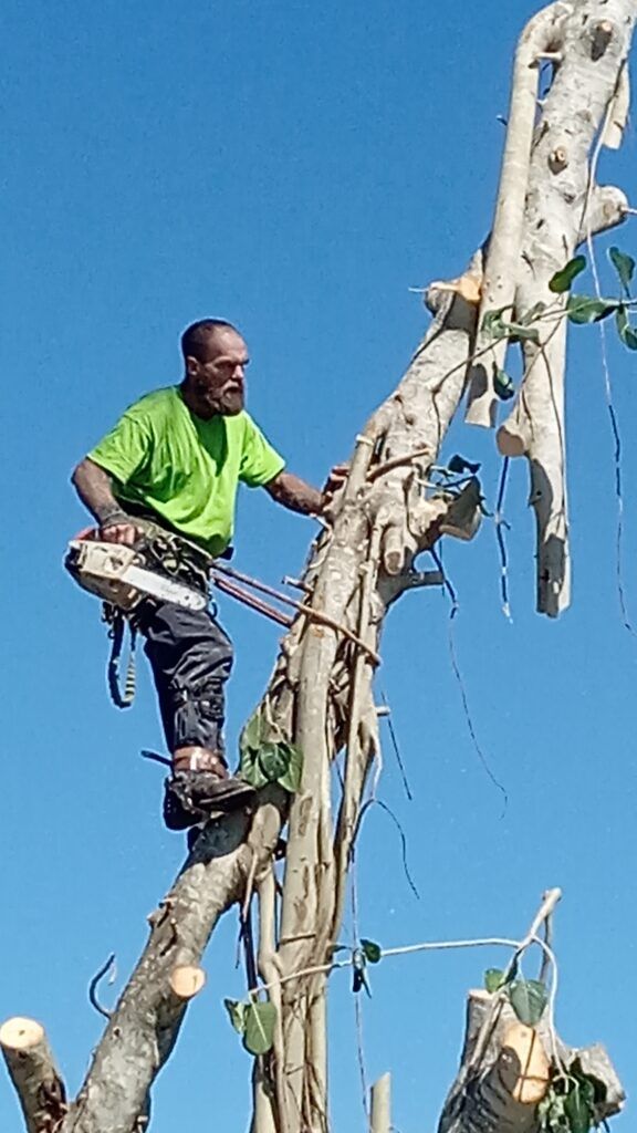 Man in a bright green shirt climbing a tall stripped tree against a blue sky