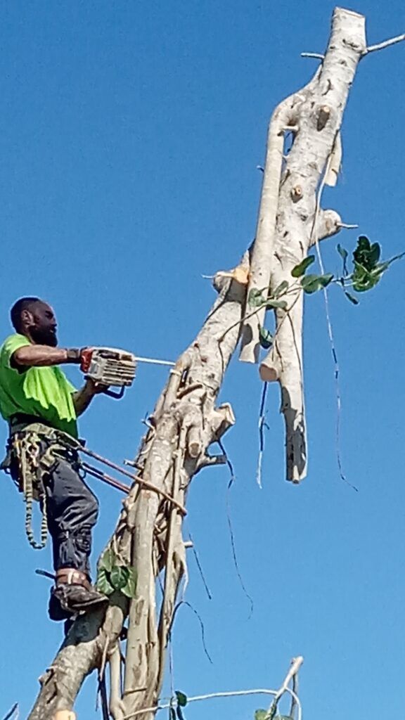 Worker pruning a tall white tree against a clear blue sky