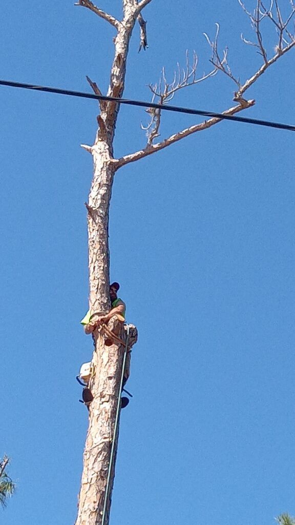 Worker climbing a tall bare tree against a blue sky, with a power line crossing nearby