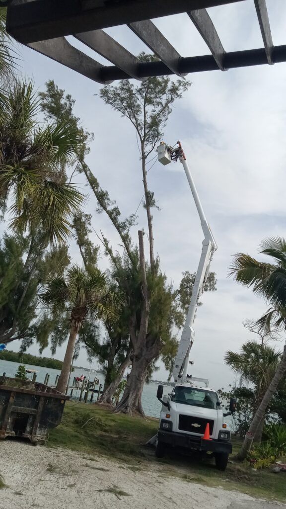 Tree-trimming crews on tall bucket lifts near palm trees, with a utility truck below under an overcast sky.