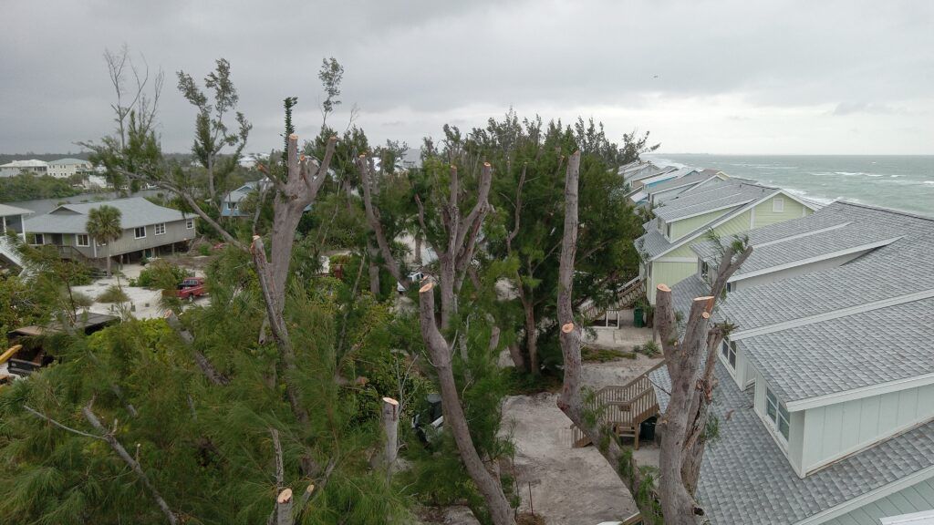 Storm-damaged trees beside coastal houses under a gray sky, with ocean visible in the background