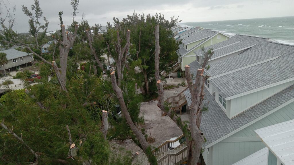 Storm-damaged palm trees beside gray-roofed coastal houses under an overcast sky