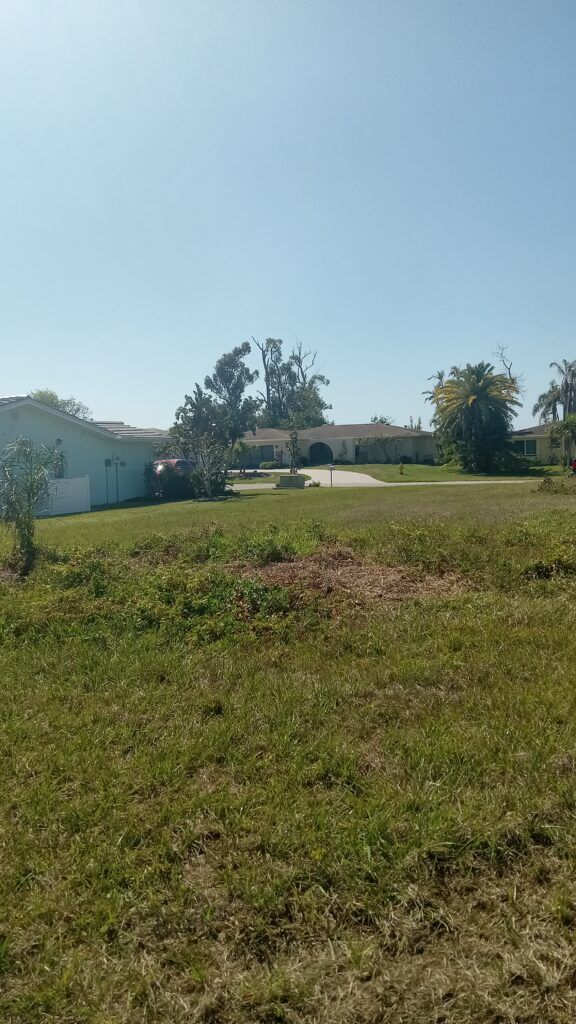Sunny grassy yard with a small tree and low buildings in the background