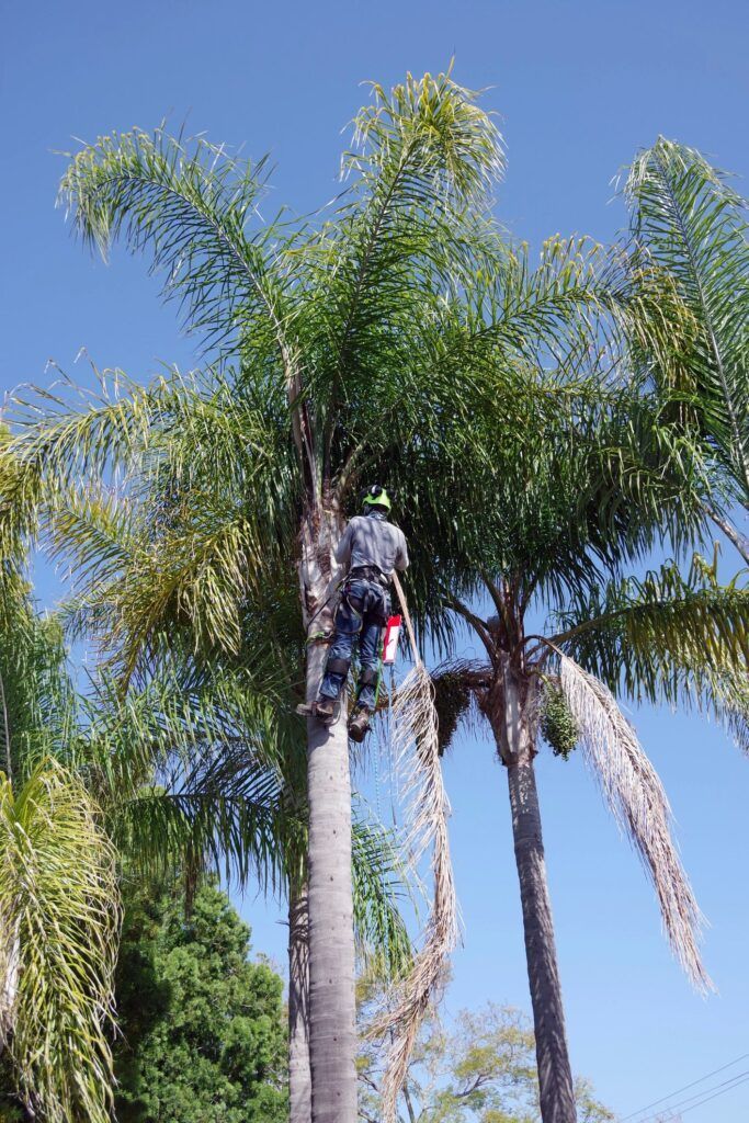 Person climbing a tall palm tree against a clear blue sky