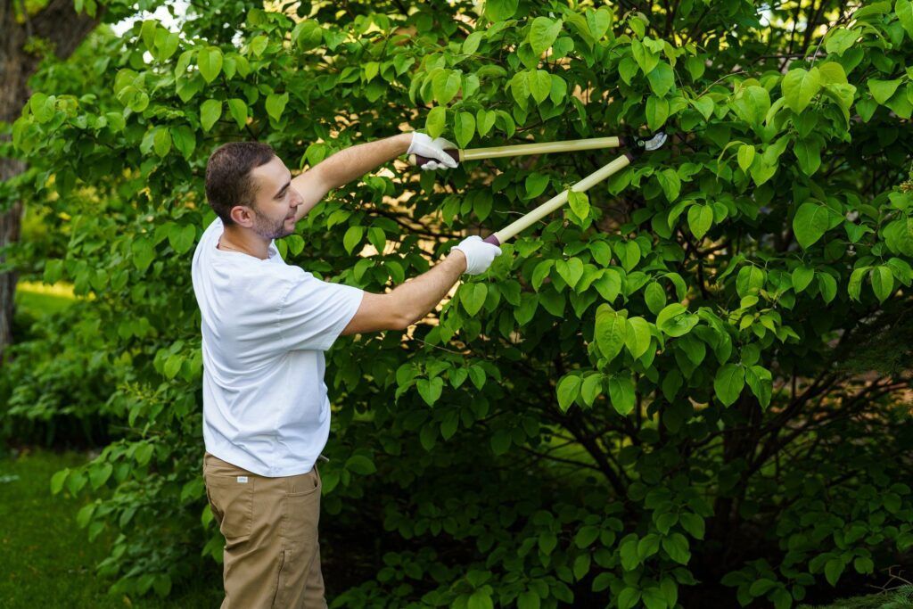 Person trimming a leafy hedge with long-handled shears outdoors