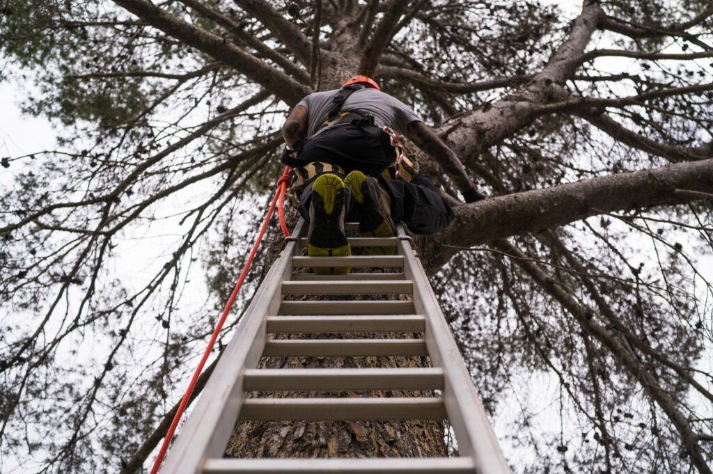 Person on a ladder among tree branches, viewed from below, with a red rope and climbing gear