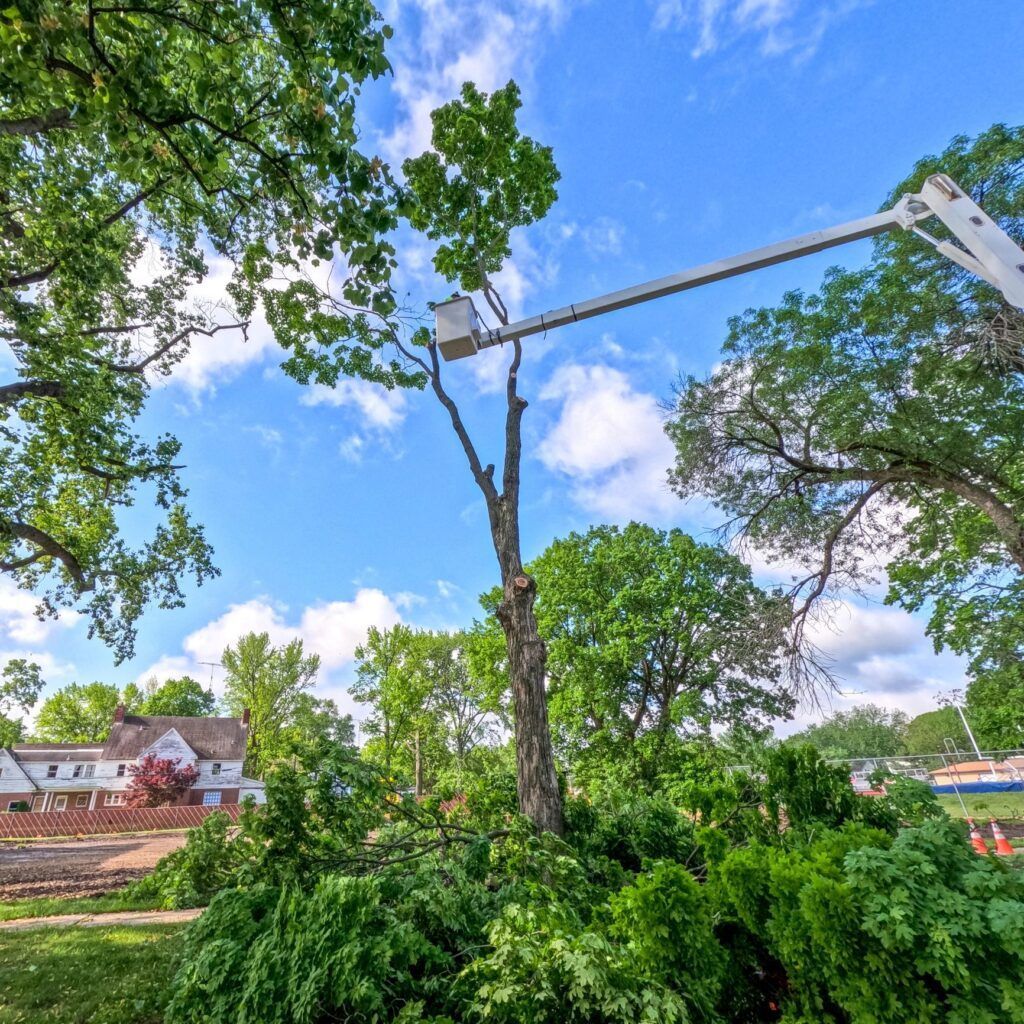 Tree being lifted by a crane in a green park under a blue sky