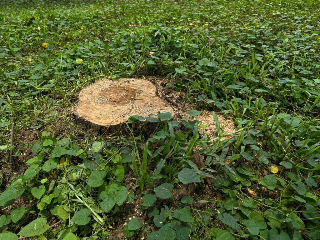 Freshly cut tree stump amid dense green ground cover in a grassy field