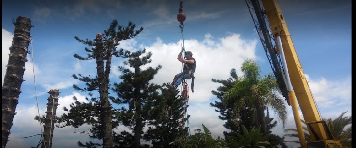 Climber suspended by rope between tall trees, with cranes and blue sky in the background