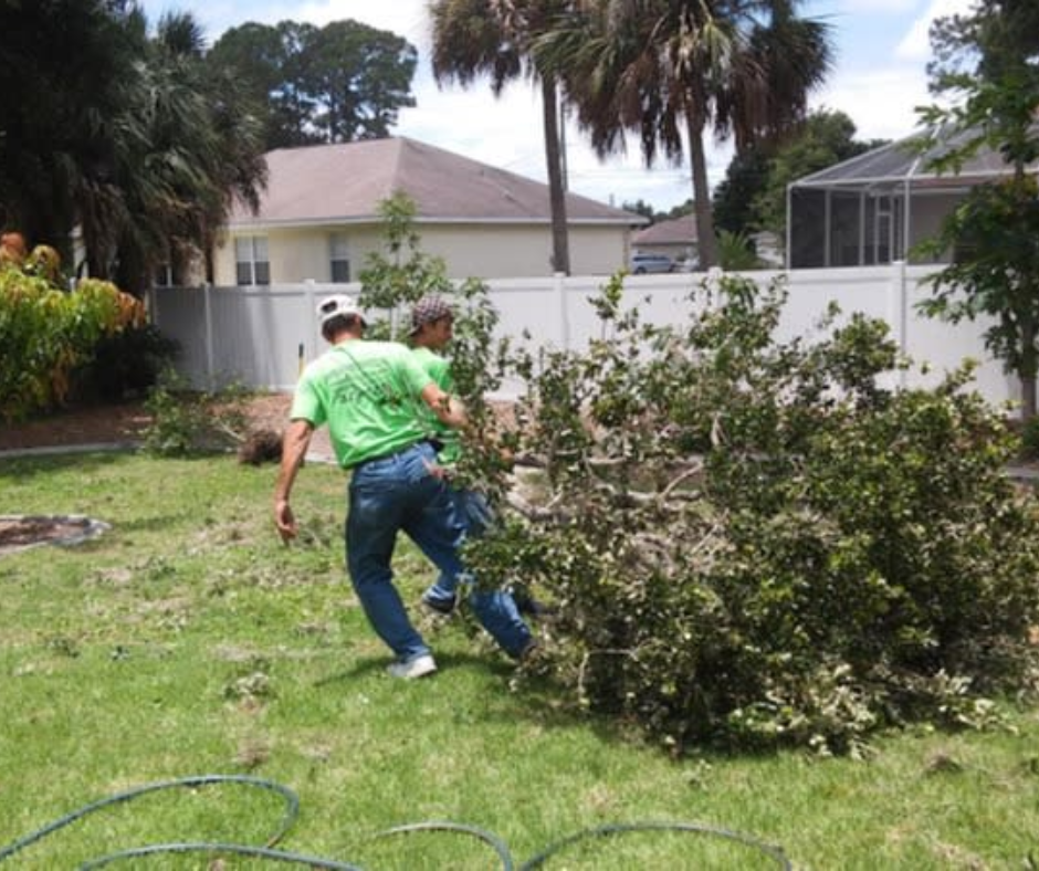 Person trimming a large bush in a backyard, with a white fence and houses in the background