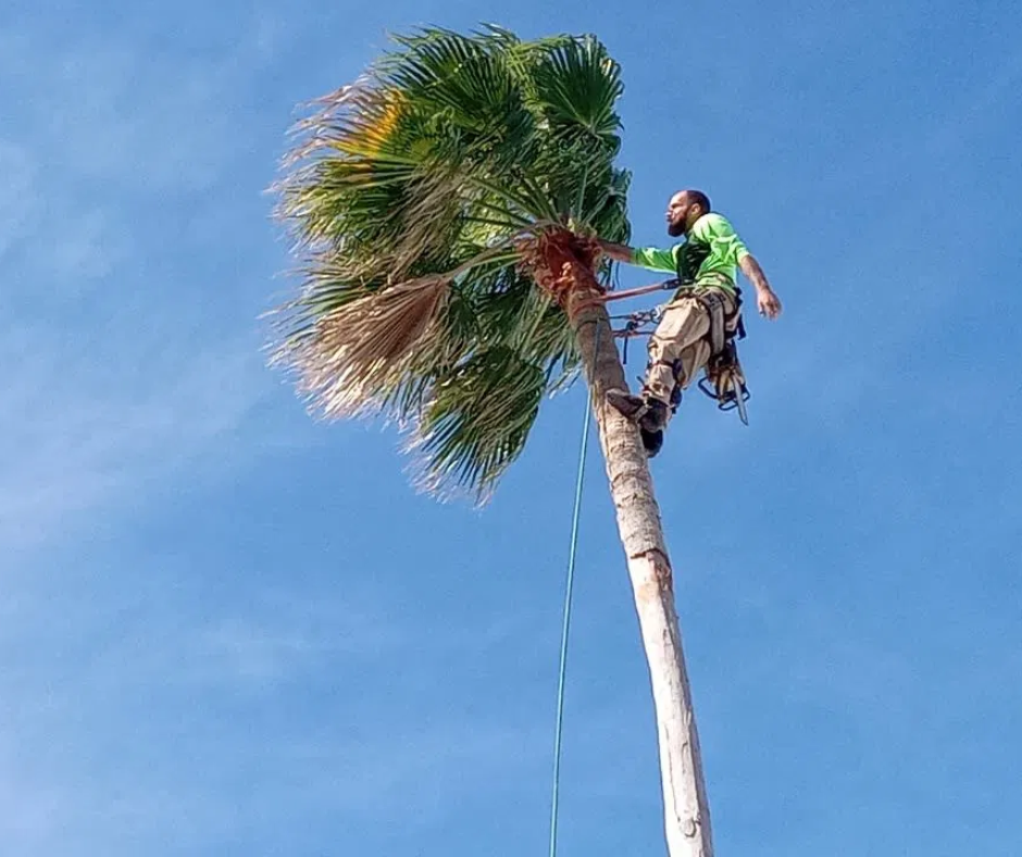 Worker trimming a palm tree against a blue sky, wearing a green shirt and climbing gear
