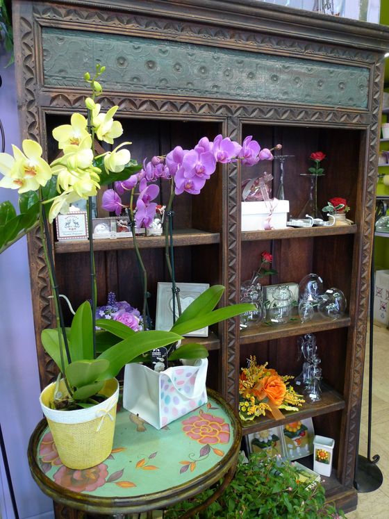 orchidee