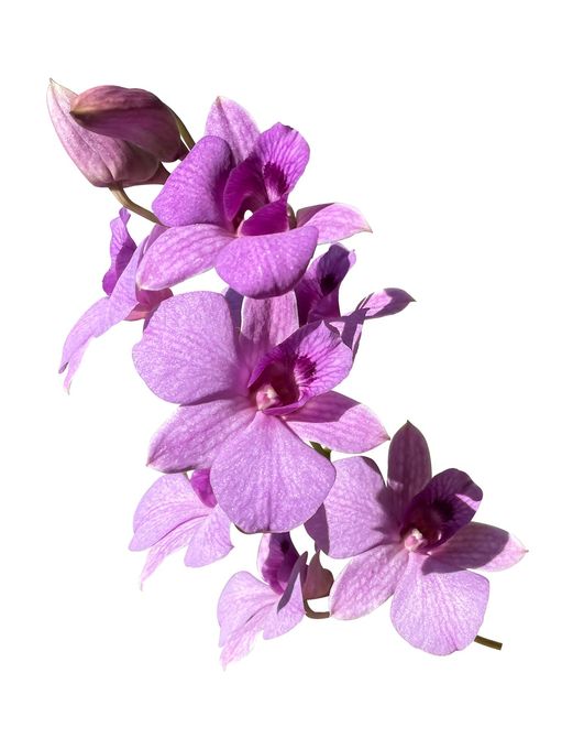 fiori viola