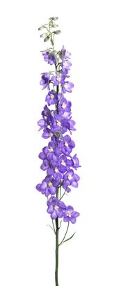 lavanda