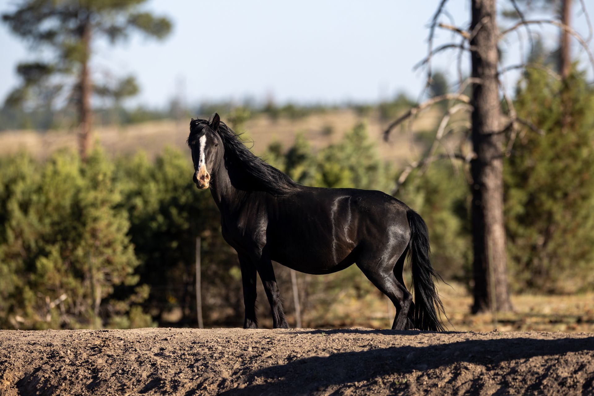 Black horse standing on a dirt path with trees and brush in the background.