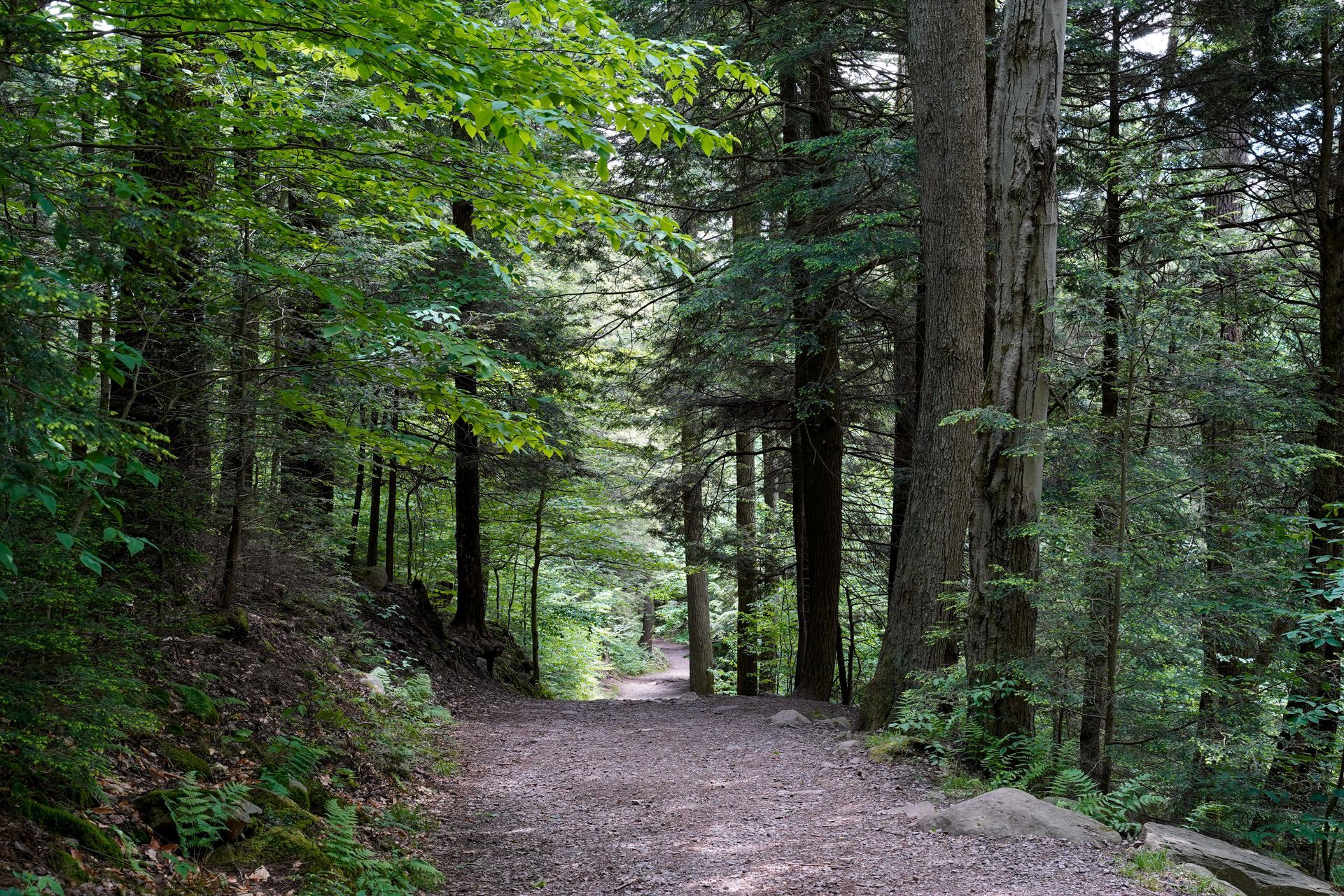 Wooded gravel path winding through dense green forest