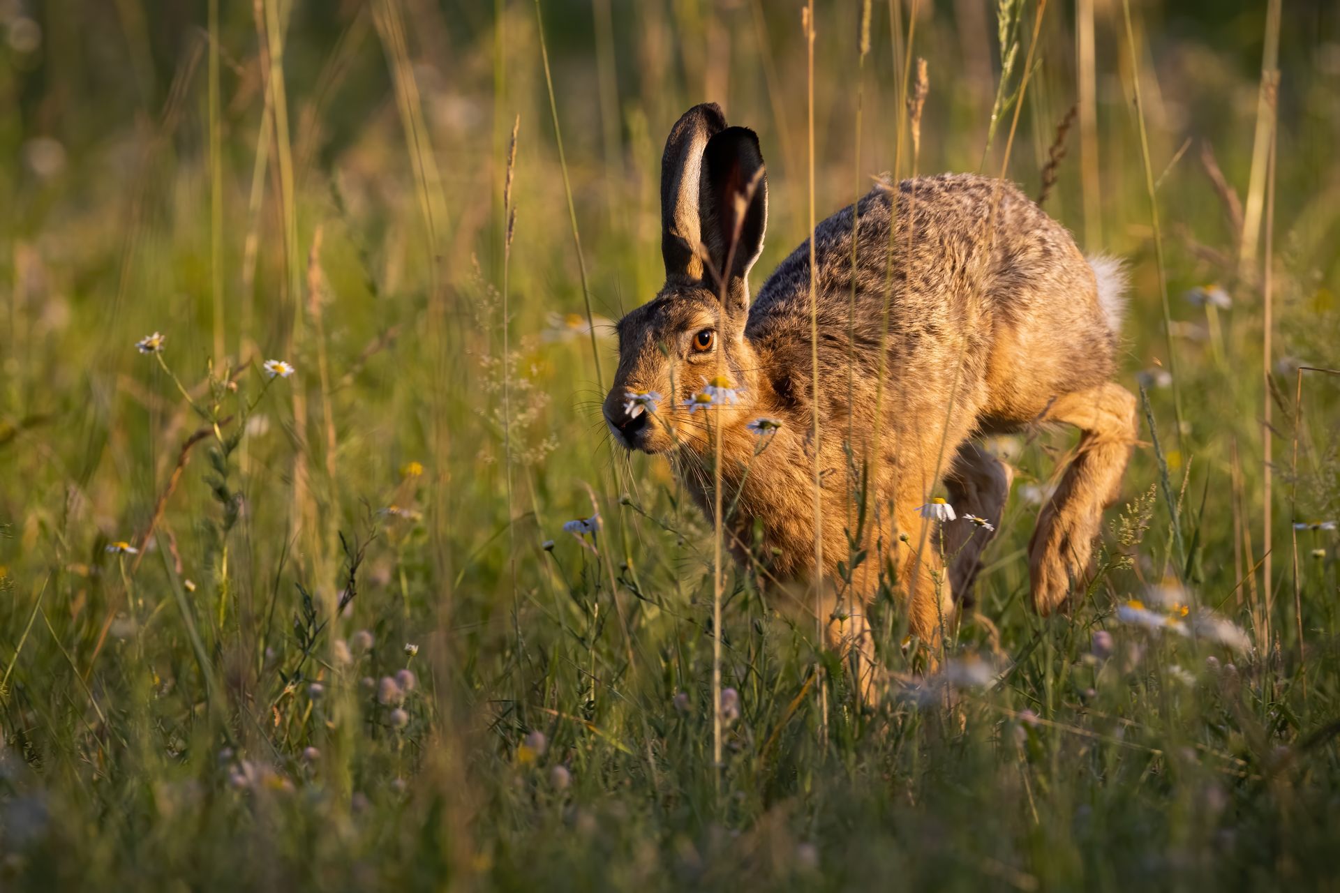 Brown hare crouching in tall grass at sunset, ears upright.