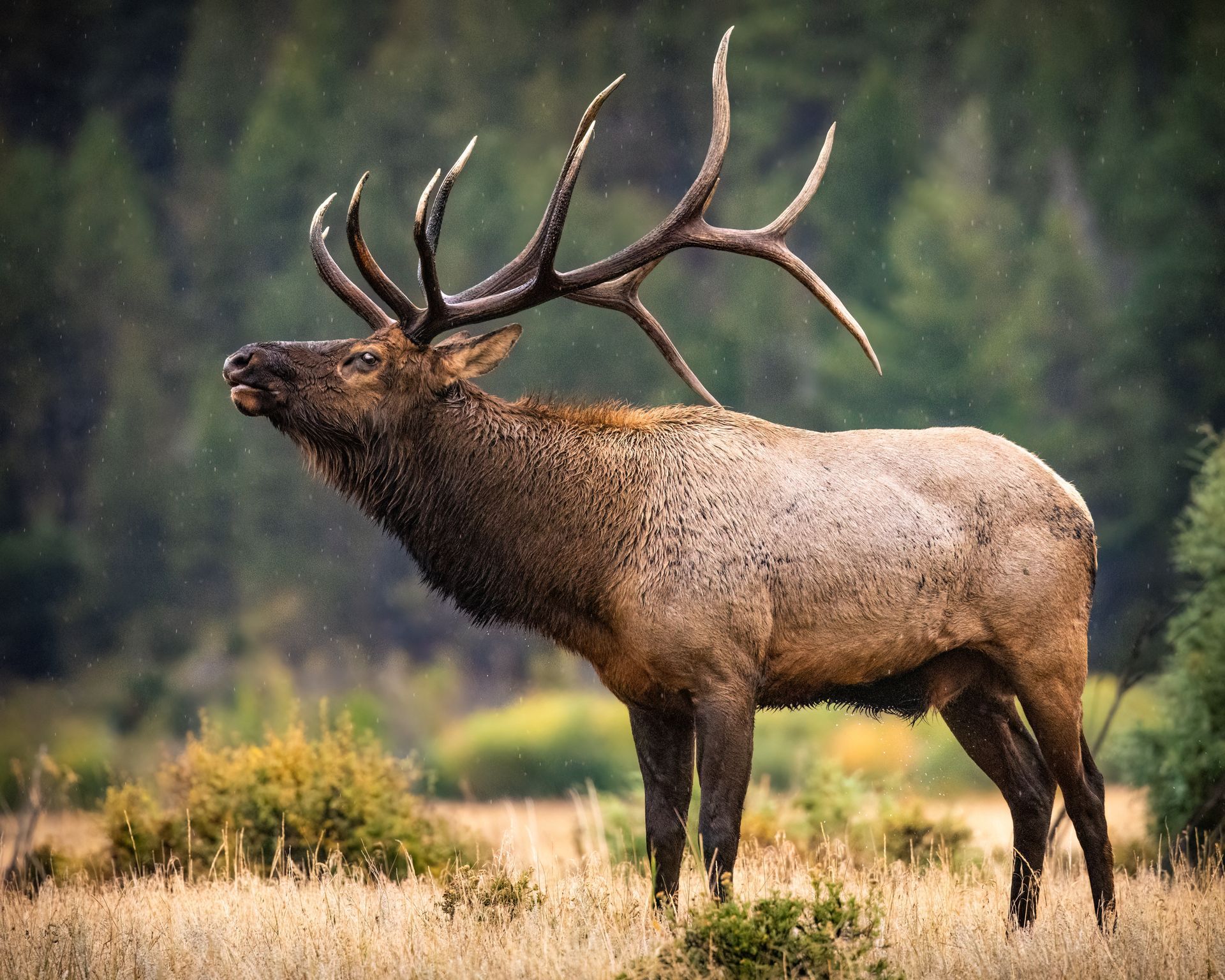 Bull elk standing in a meadow with large antlers, forest blurred in the background.