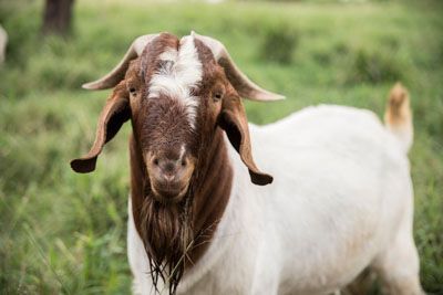 Boer goat