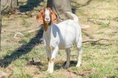Boer goat