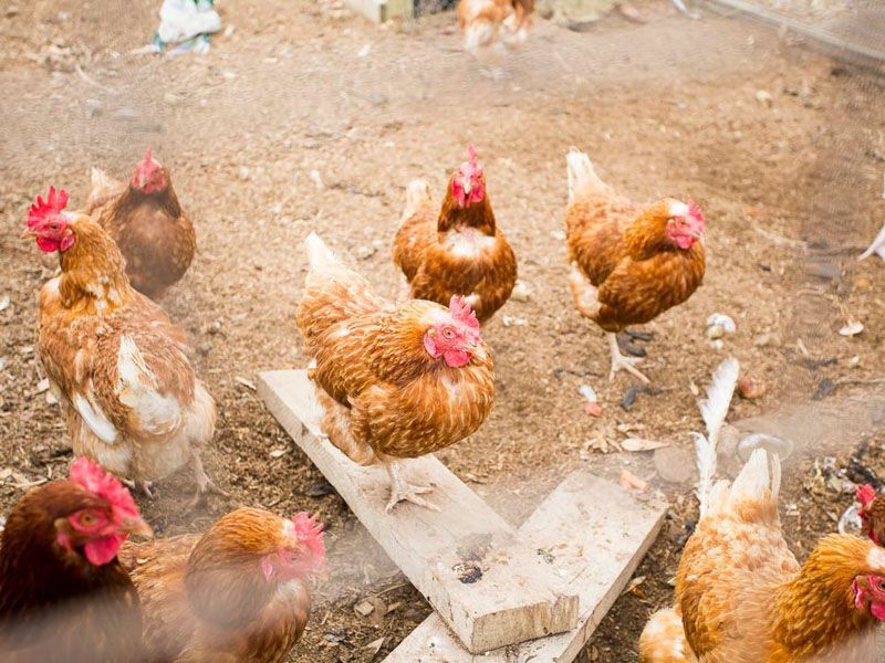 Chickens