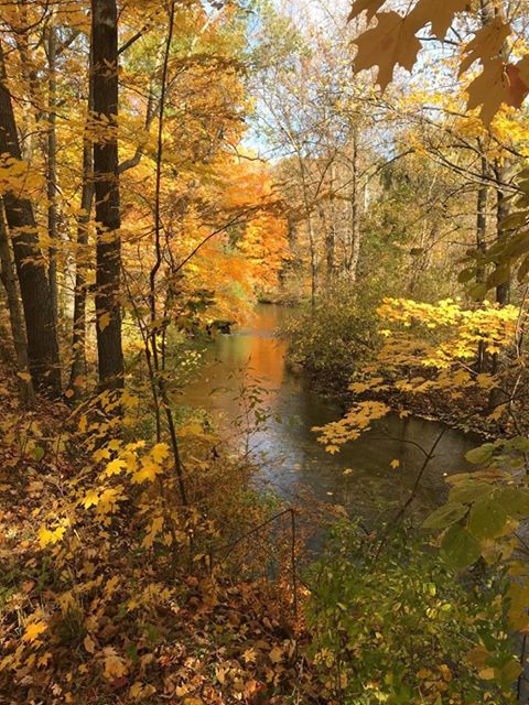 Stream winding through a forest in autumn, with golden and yellow leaves.
