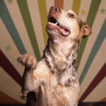 Tipton, a rescue dog from Animal Justice League