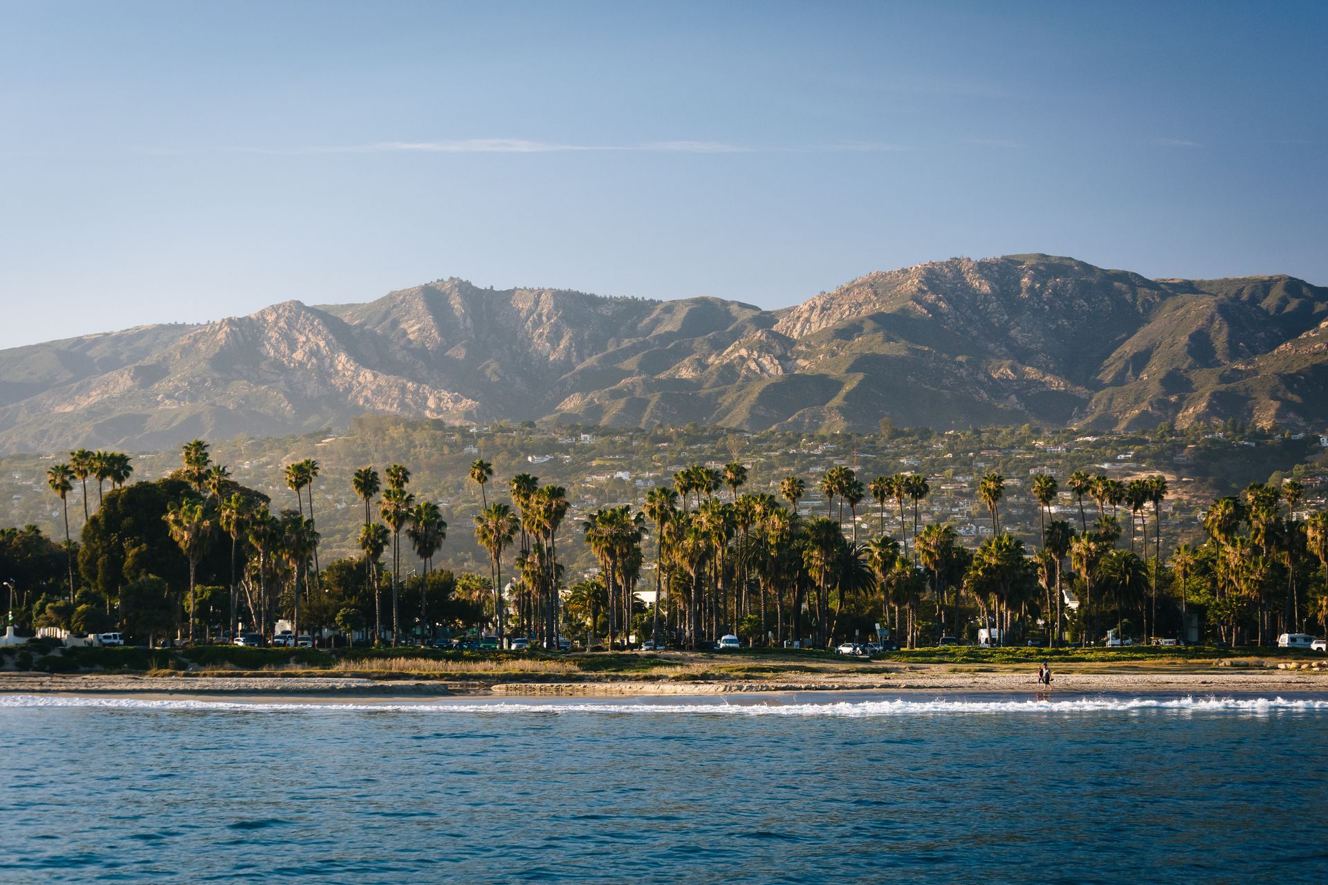 photo of palm trees