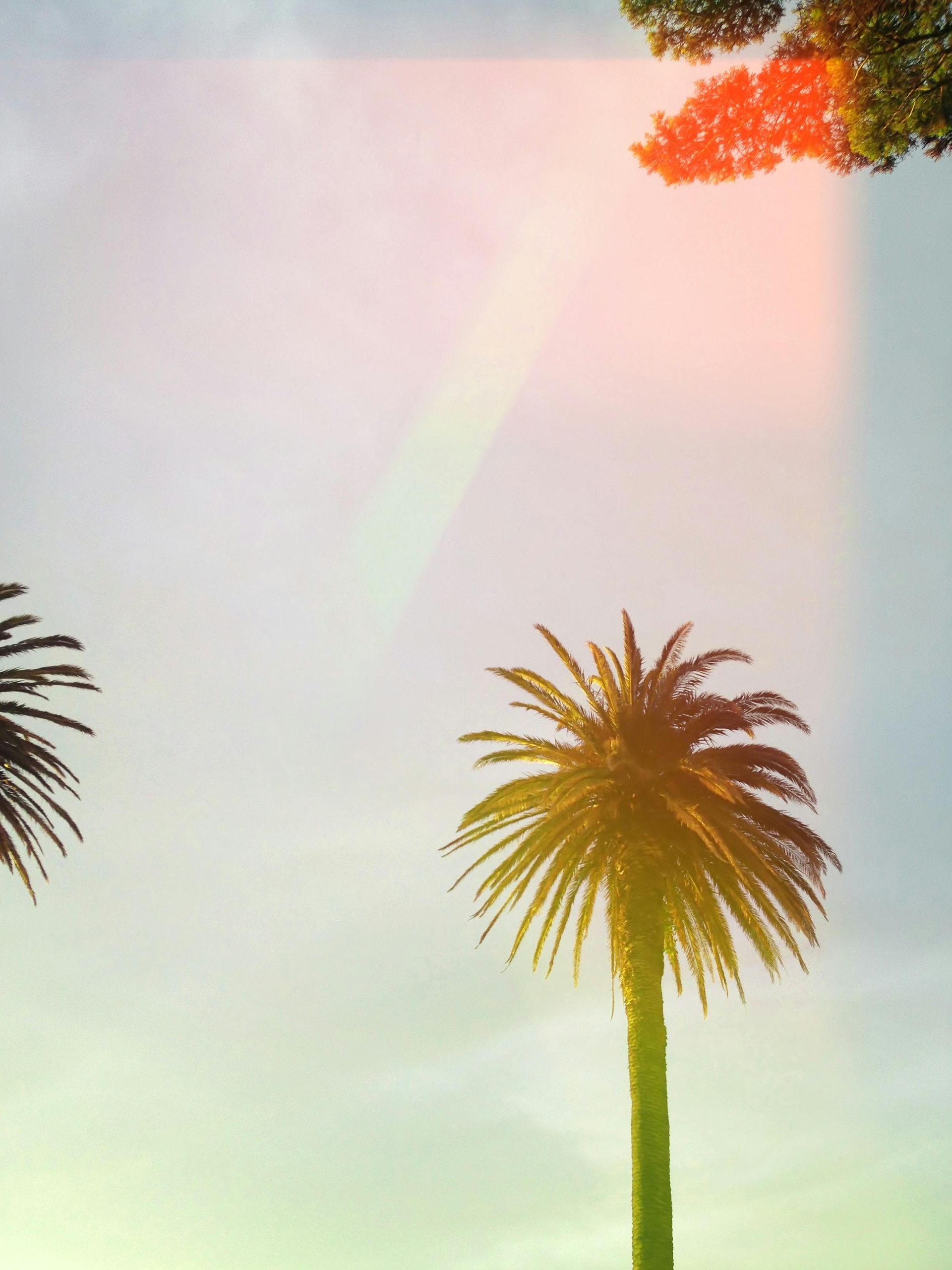 palm trees