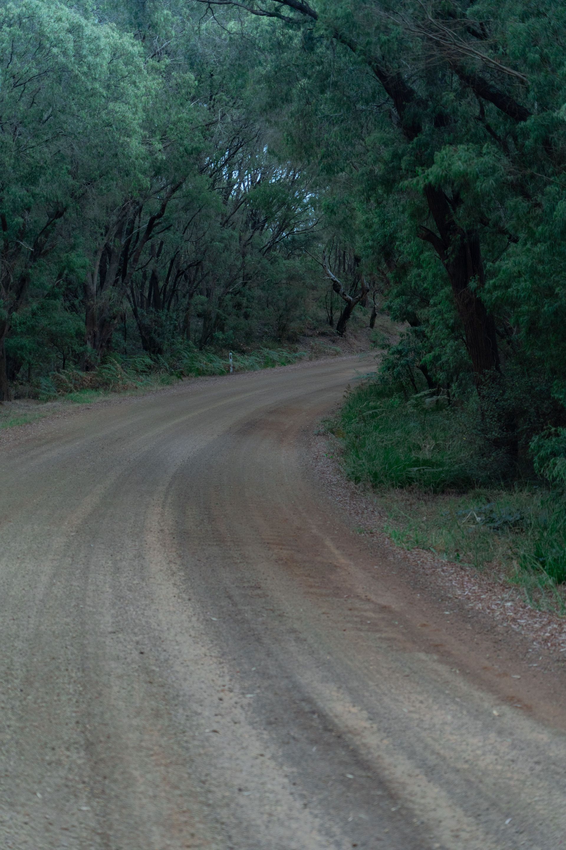 Gravel driveway through a green wooded area under a bright blue sky