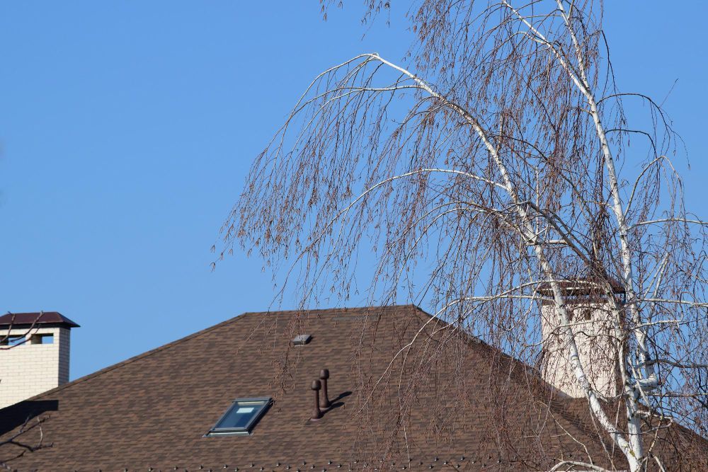 Rooftop with a skylight and chimney beside a leafless birch tree against a blue sky