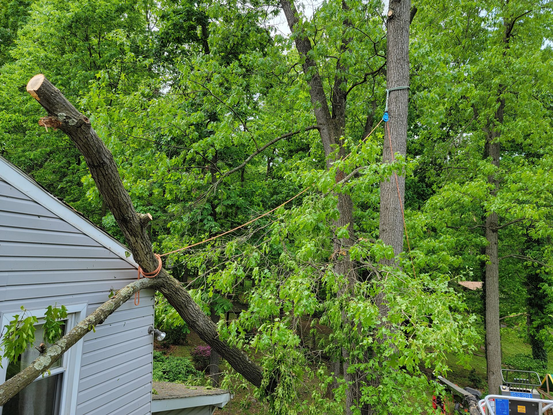 Tree Service | Top Notch Tree and Landscape LLC | Carlisle, PA