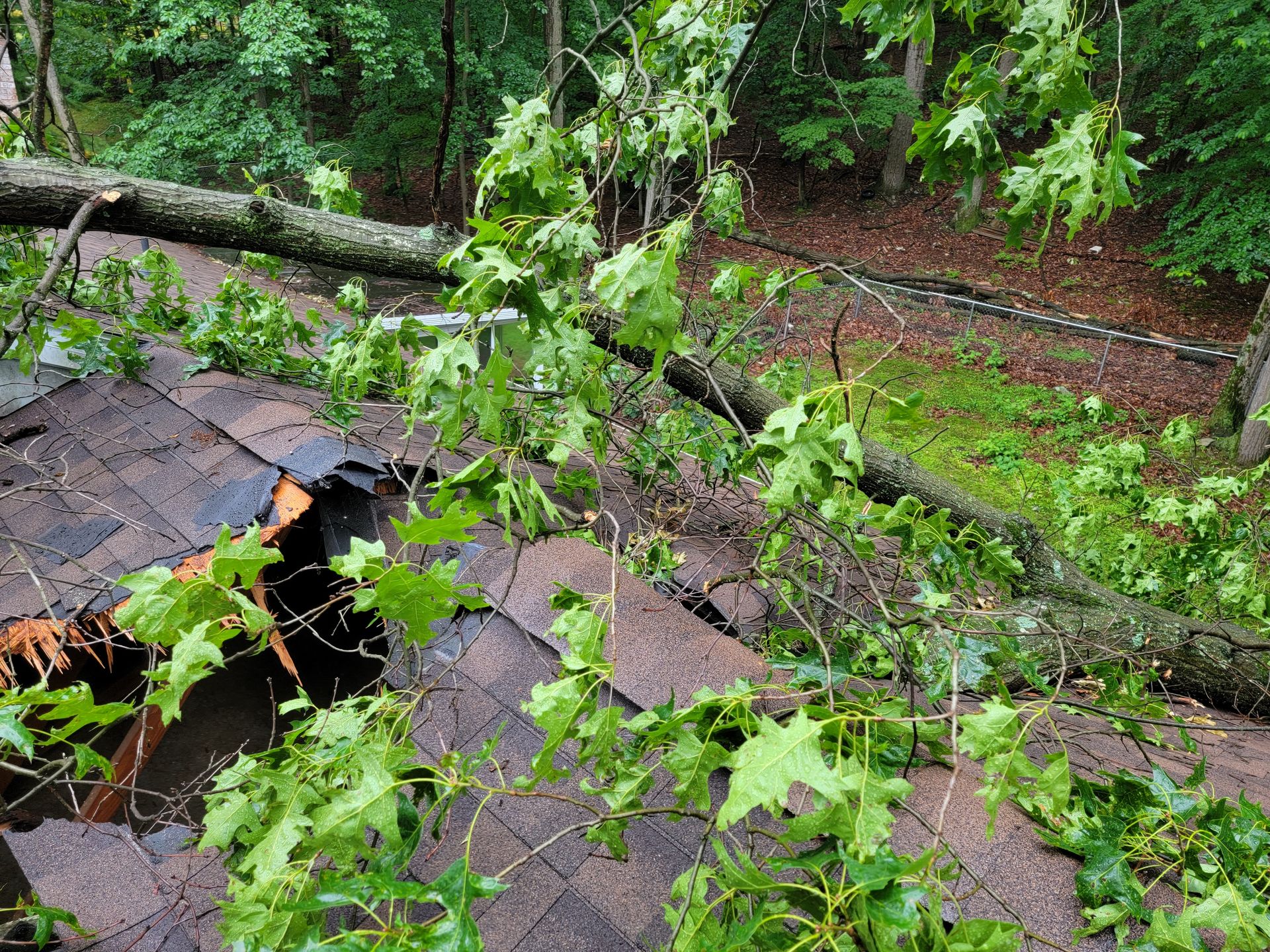 Tree Service | Top Notch Tree and Landscape LLC | Carlisle, PA