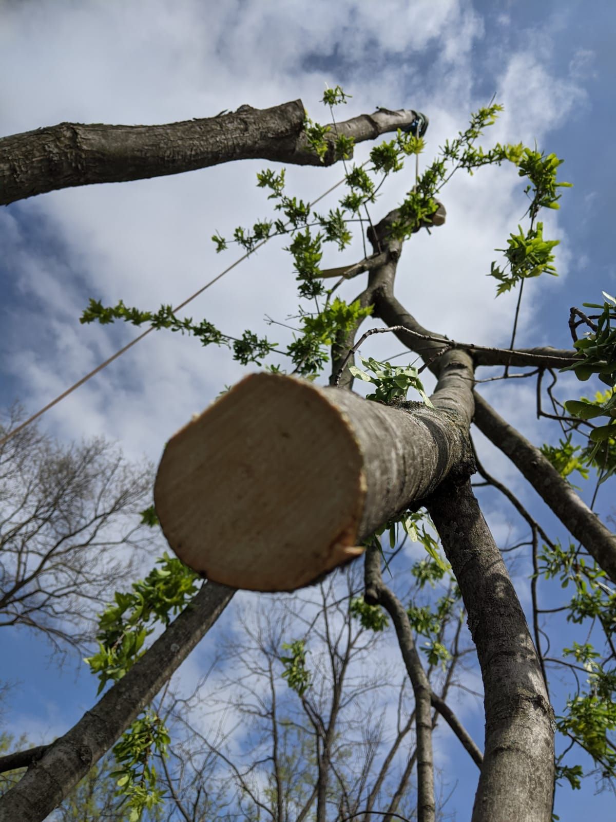 Tree Service | Top Notch Tree and Landscape LLC | Carlisle, PA