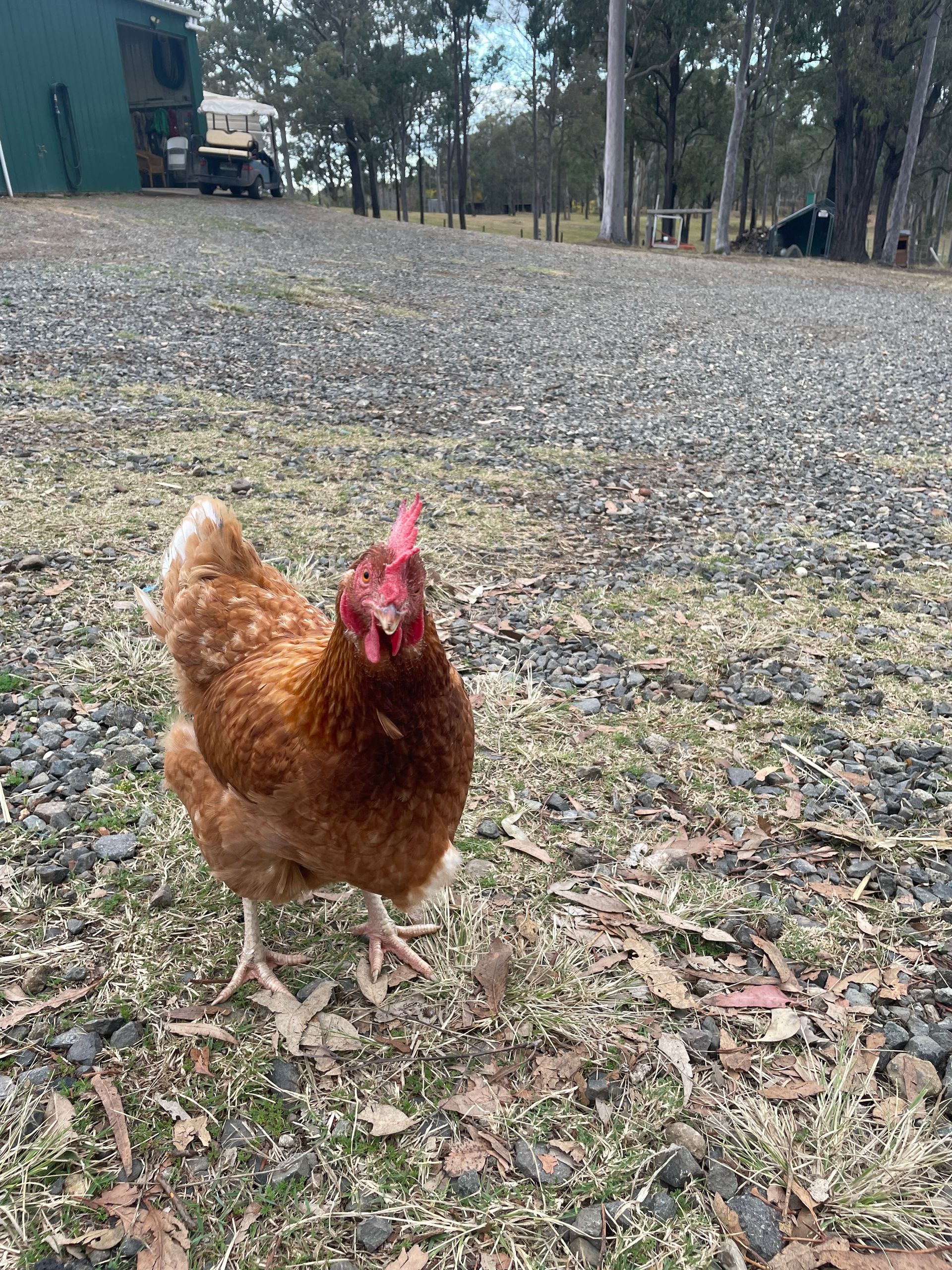 A brown chicken with a red crest is standing in the grass.