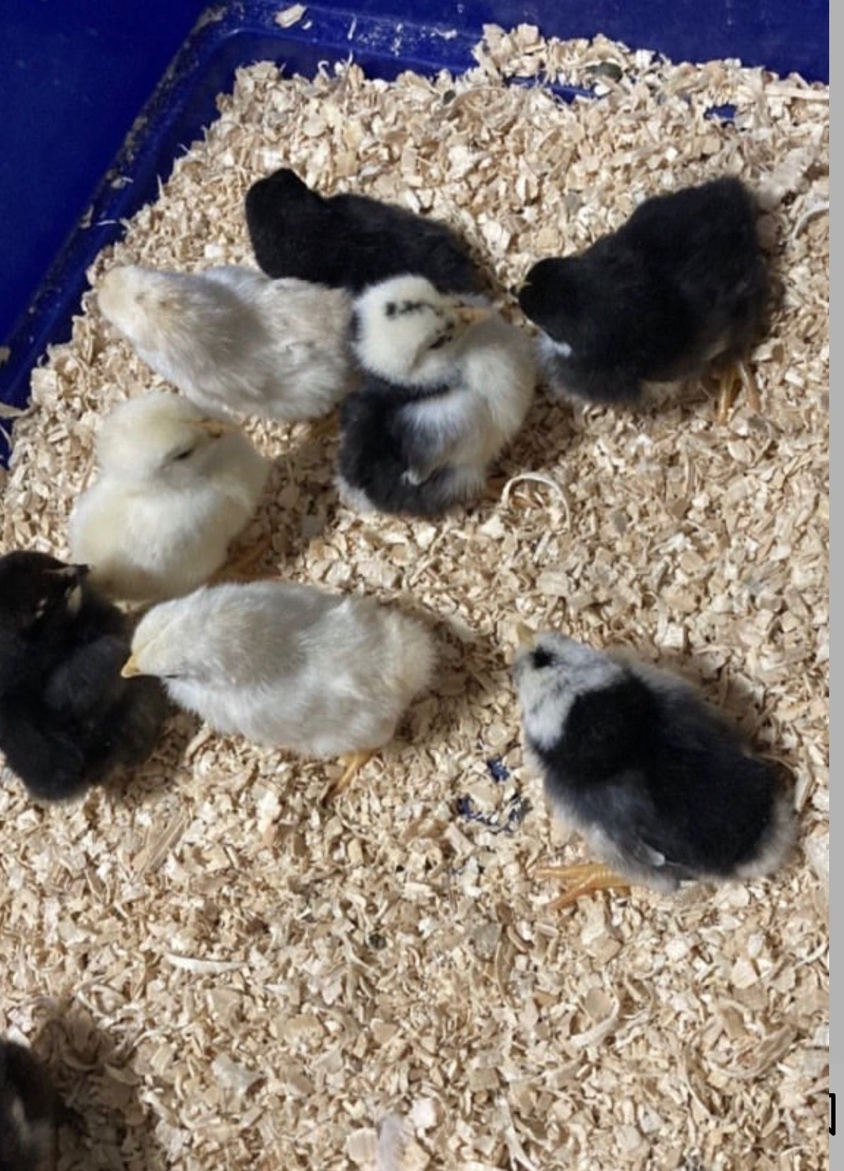 A group of chickens are laying on a pile of wood chips