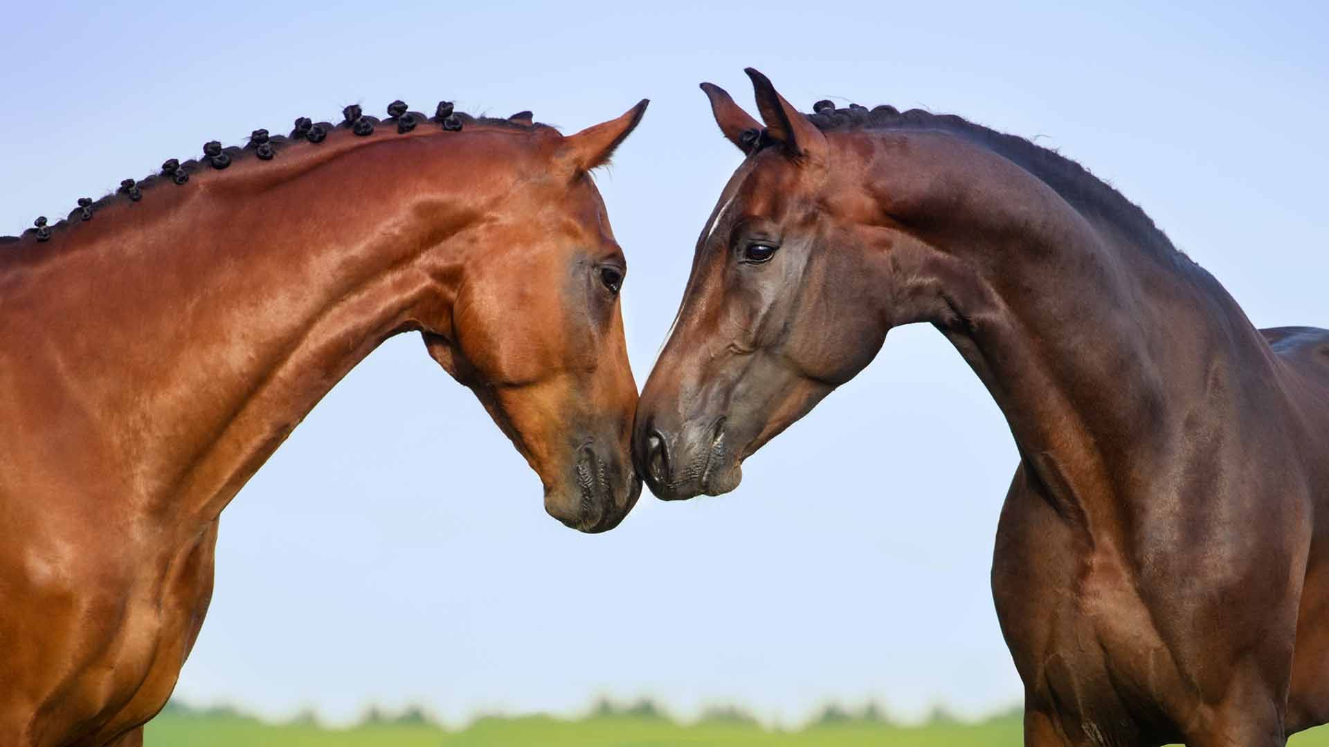 Balancer Balanced Horse Feed Harwood Grains