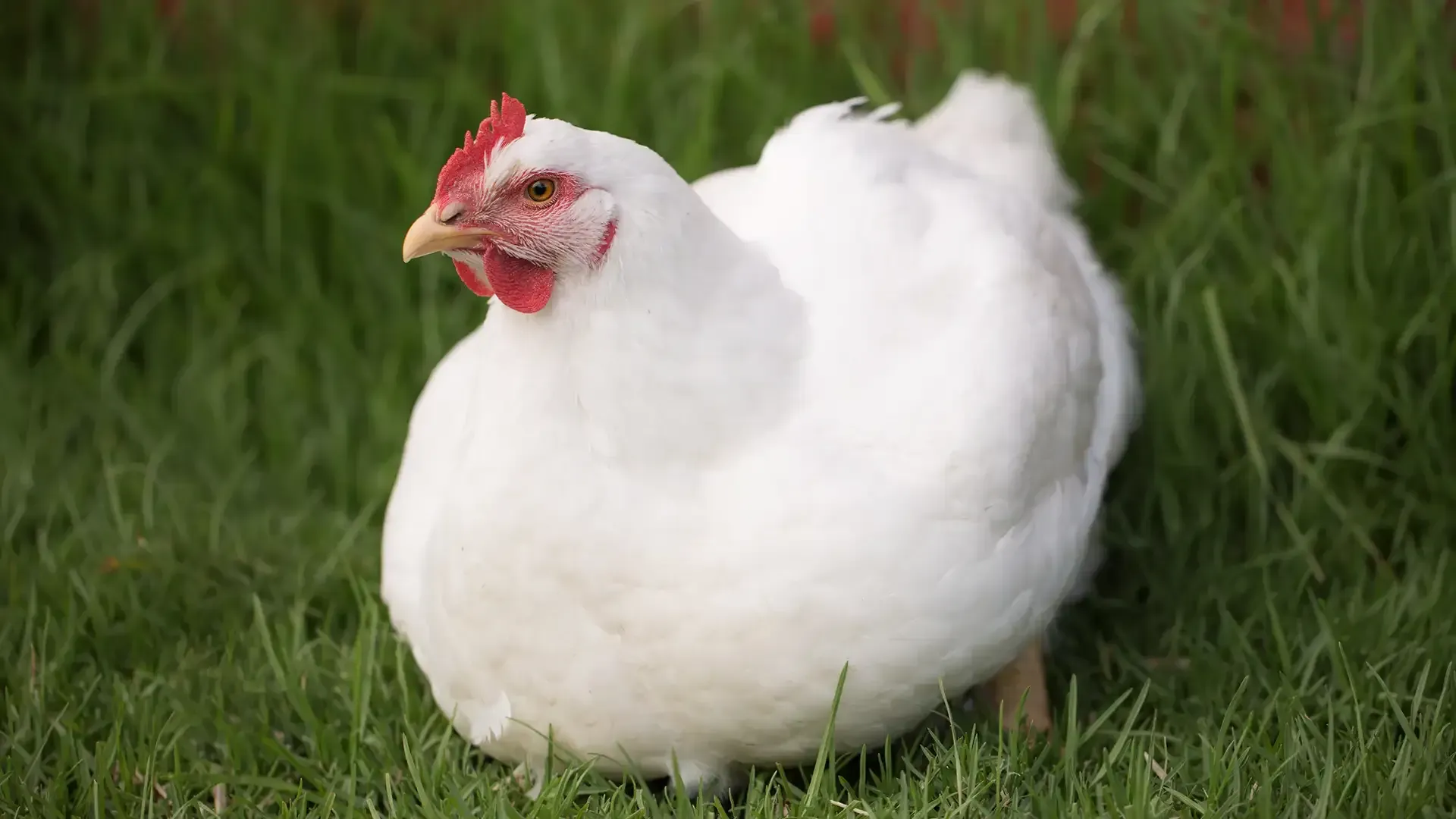 Green and Gold Layer Pellets - Feed Product from Harwood Grains