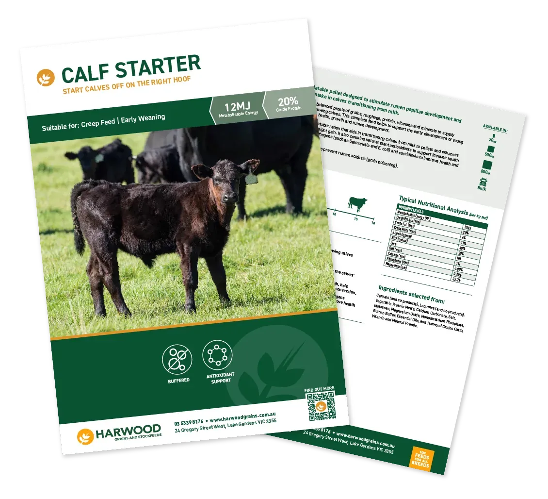 Calf Starter Cattle Feed Flyer