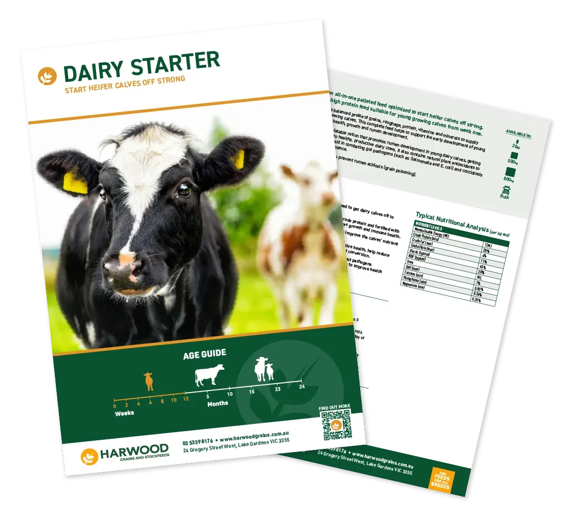 Dairy Starter Cattle Feed Flyer