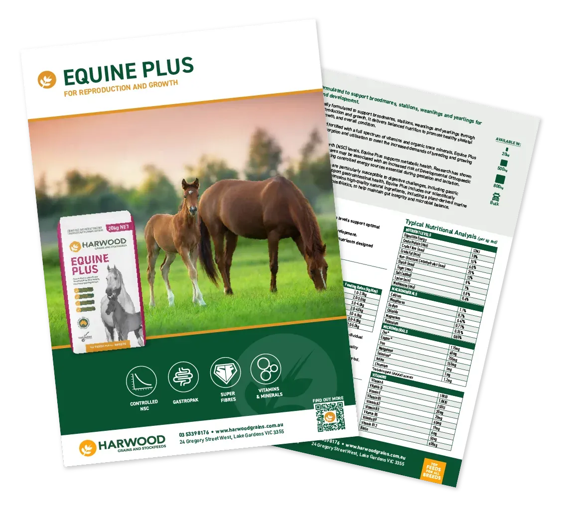 Equine Plus Horse Feed Flyer