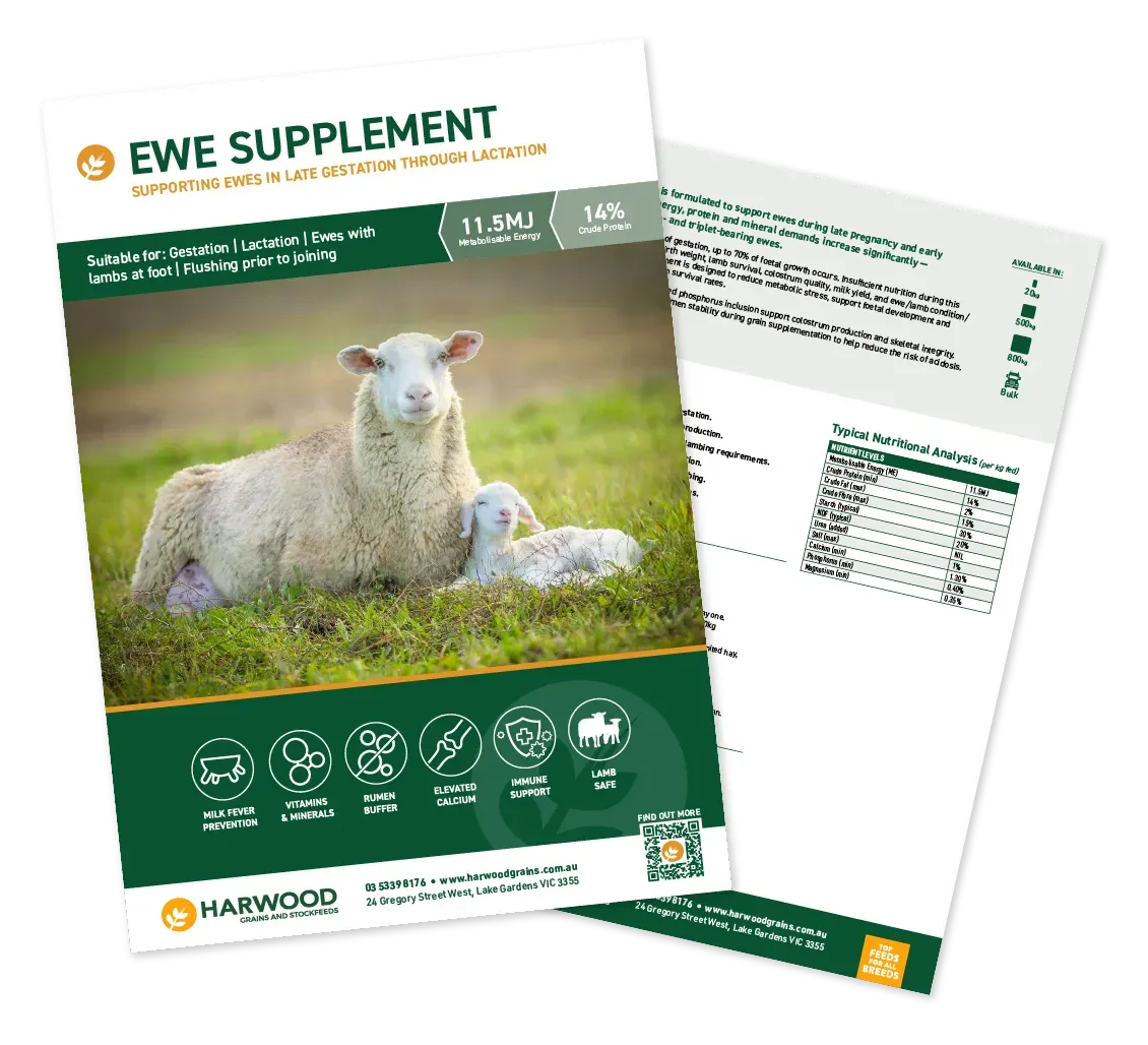 Ewe Supplement Sheep Feed Flyer