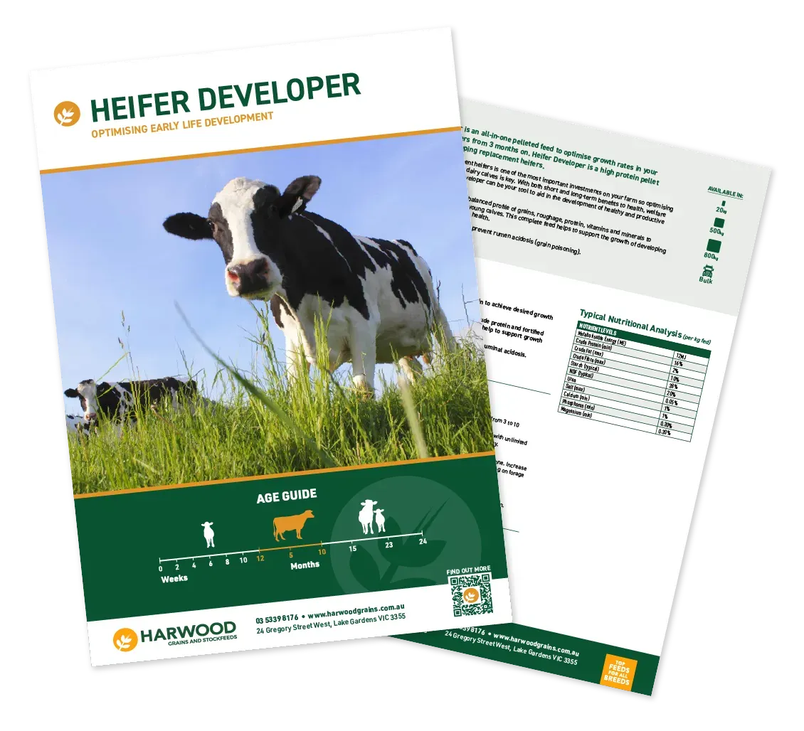 Heifer Developer Cattle Feed Flyer