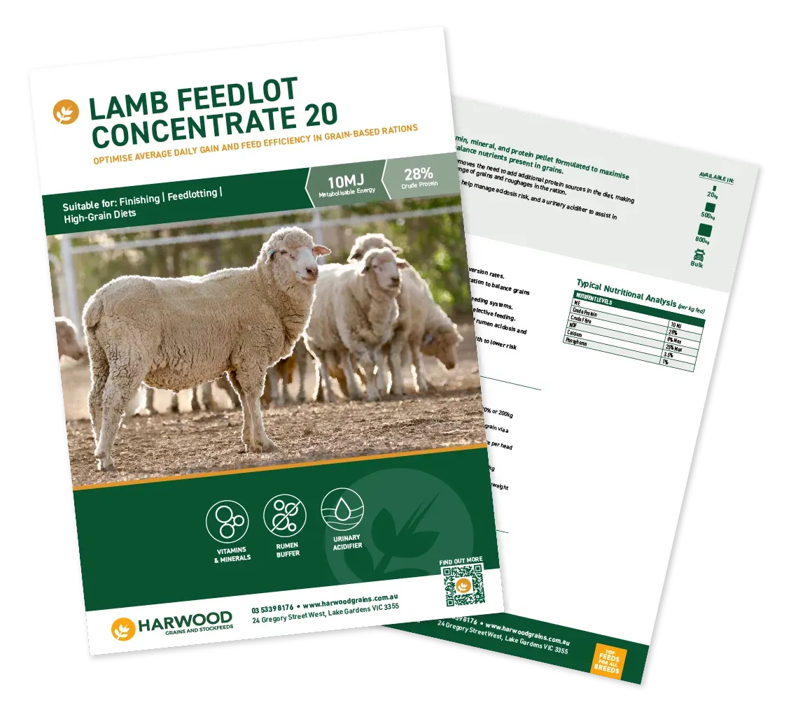 Lamb Feedlot Concentrate Flyer