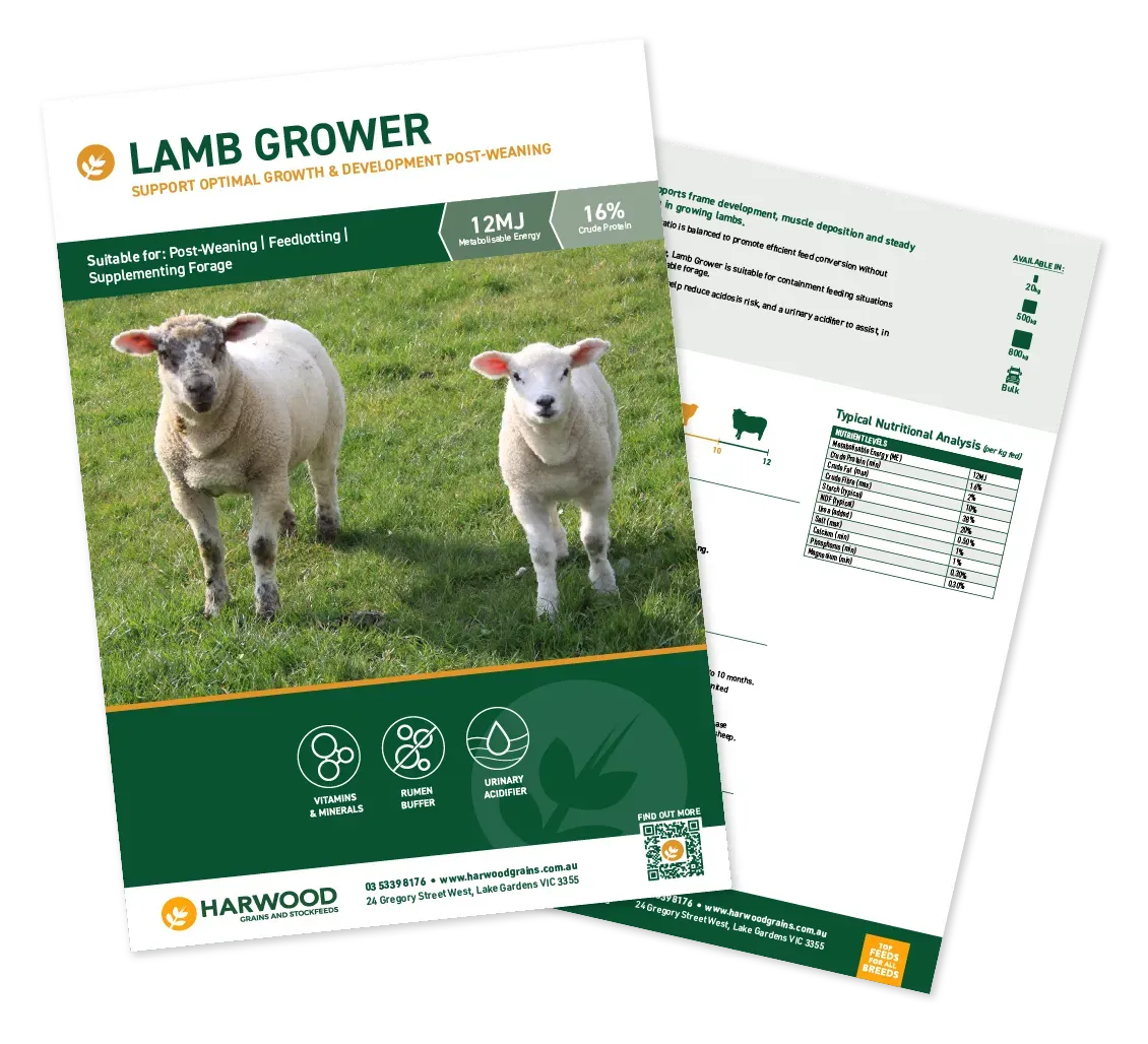 Lamb Grower Sheep Feed Flyer