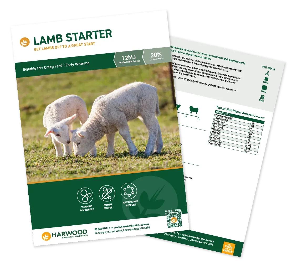 Lamb Starter Sheep Feed Flyer