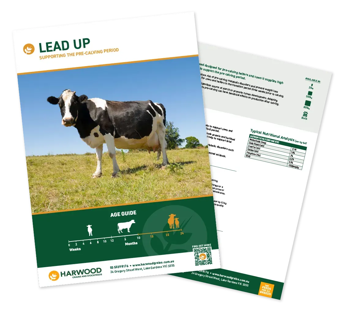 Lead Up Cattle Feed Flyer